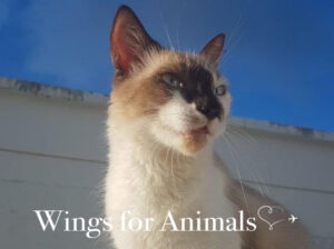 Animal Defenders St Martin