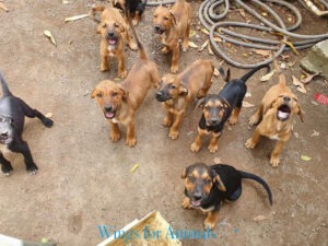 Animal Defenders St Martin