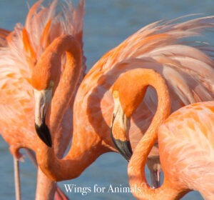 Wild Bird Rehab Bonaire