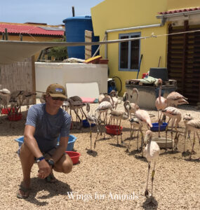 Wild Bird Rehab Bonaire