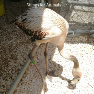 Wild Bird Rehab Bonaire