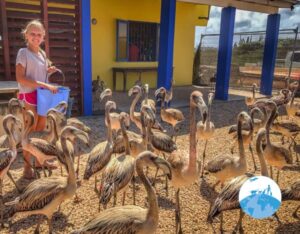 Wild Bird Rehab Bonaire