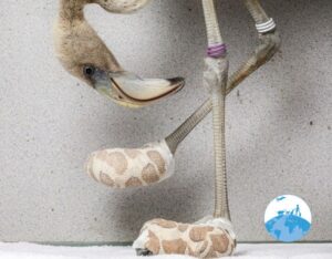 Wild Bird Rehab Bonaire