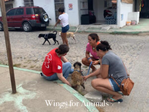 Fenix Foundation Brazil