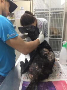 Fenix Foundation Brazil