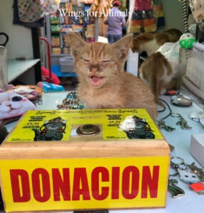 Kennedy Park Kittens Lima