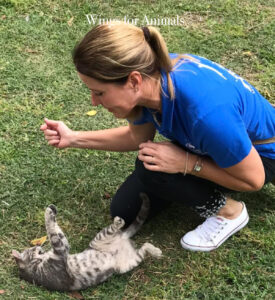 Kennedy Park Kittens Lima