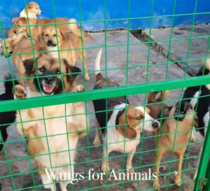 Shanghai Animal Rescue