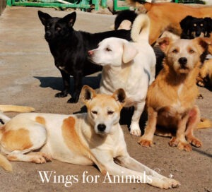 Shanghai Animal Rescue