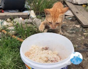 Surinam Henk Abrahamse Foundation