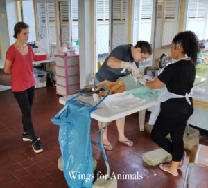 Surinam Henk Abrahamse Foundation