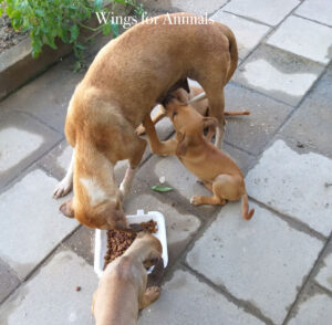 Surinam Henk Abrahamse Foundation