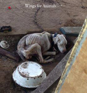 Surinam Henk Abrahamse Foundation