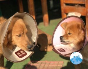 Shanghai Animal Rescue