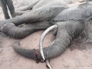 Sheldrick Wildlife Trust Enkesha