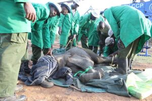 Sheldrick Wildlife Trust Mukutan