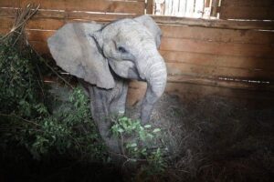 Sheldrick Wildlife Trust Mukutan