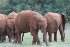 Sheldrick Wildlife Trust Mukutan
