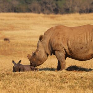Care for Wild Rhino