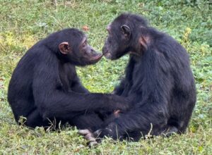 Ngamba Island Chimpanzee Sanctuary