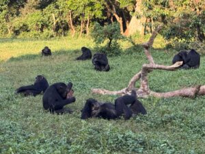 Ngamba Island Chimpanzee Sanctuary