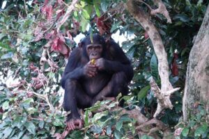 Ngamba Island Chimpanzee Sanctuary