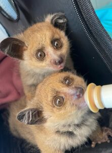 Umoya Khulula Wildlife Centre