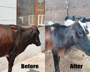 People for Animals Trust