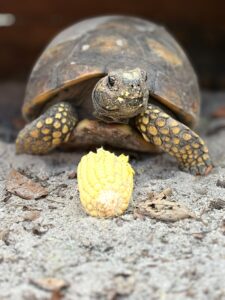 Suriname Wildlife Sanctuary