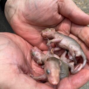 Suriname Wildlife Sanctuary - 4