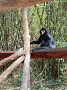 Suriname Wildlife Sanctuary