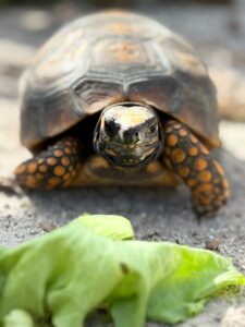 Suriname Wildlife Sanctuary