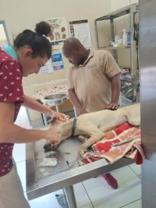 Hoedspruit Animal Outreach